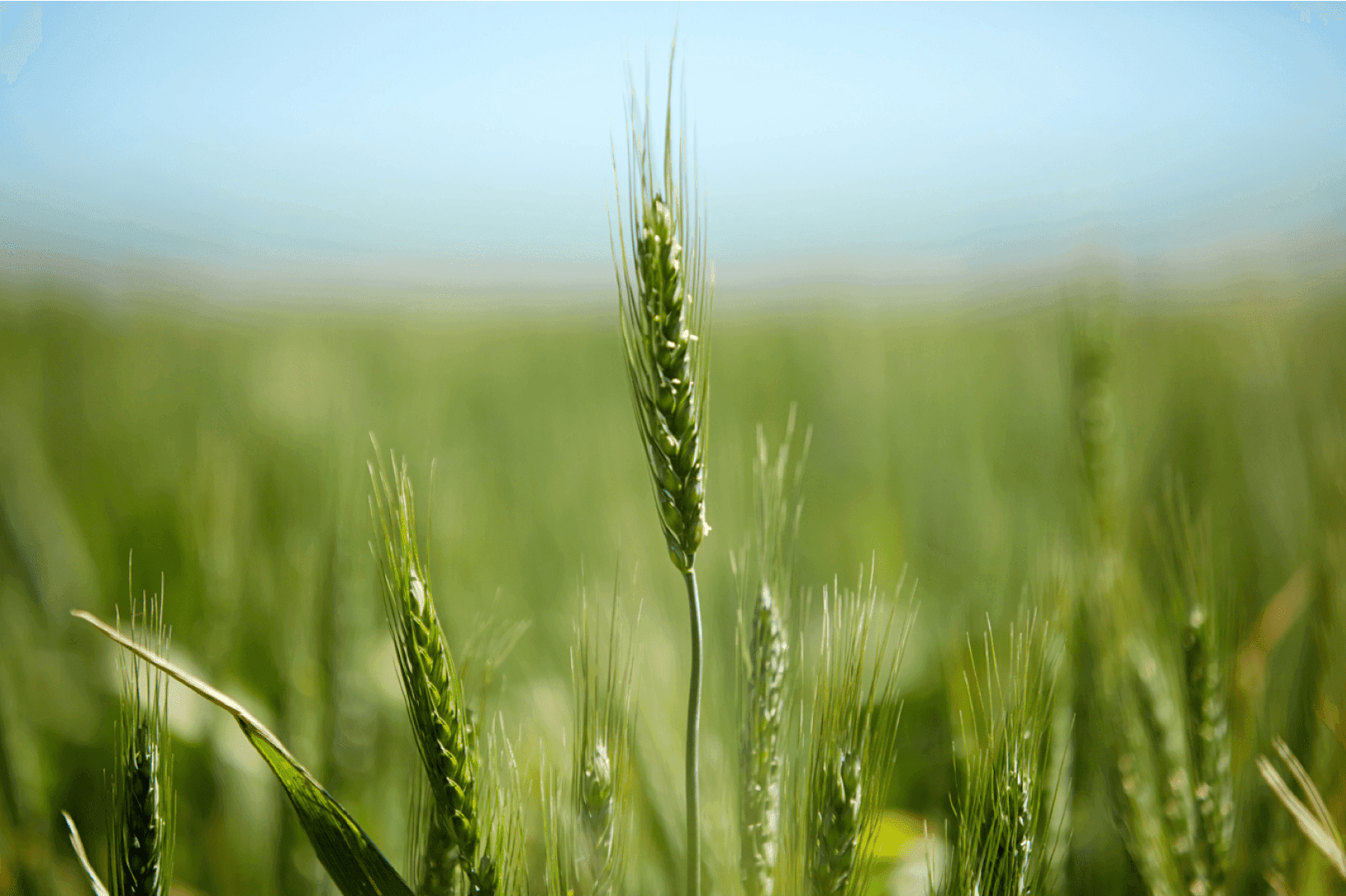 Biosolids Farm