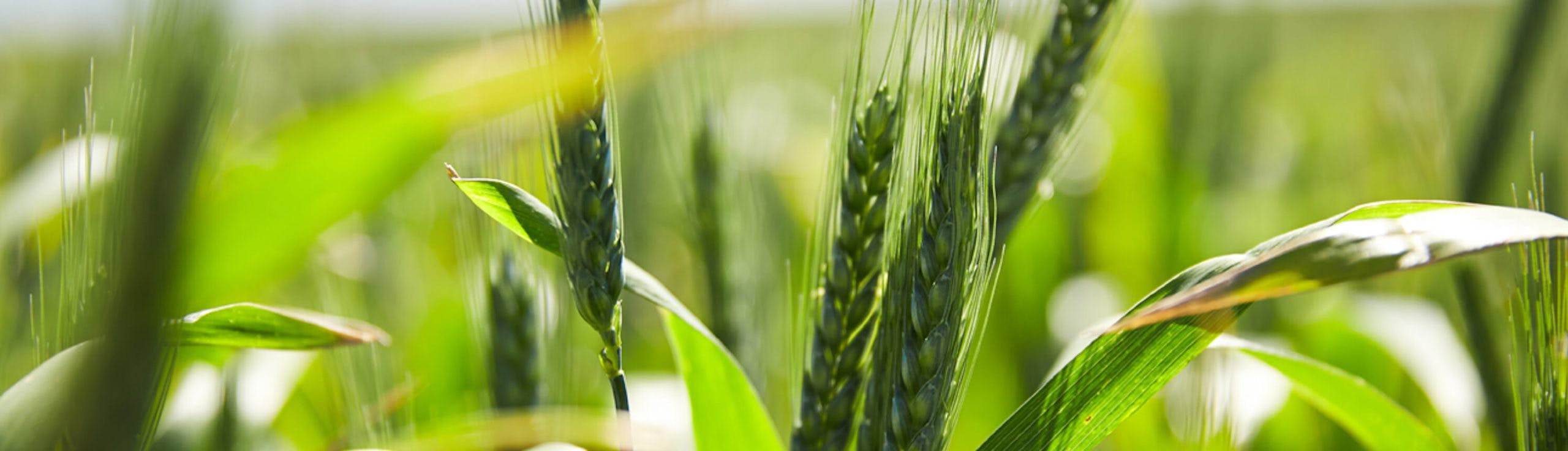 Close up of crop grown using food-grade fertiliser from Biosolids Management project